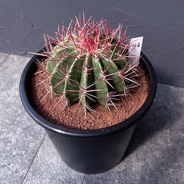 現品】サボテン 赤鳳（セキホウ） 9号 白セラアート鉢（1） 現品