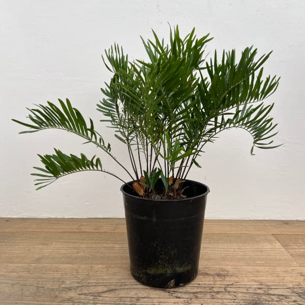 楽天市場】【観葉植物】 ザミア フロリダーナ 8号 大型大株 分岐 多頭