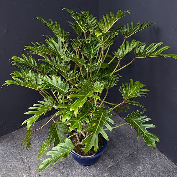 幹上がりが美しいフィロデンドロン・クッカバラ６・ 南国の雰囲気を楽しめる一鉢 フィロデンドロン：クッカバラ（幹上がり） 8号鉢植え24-01 の