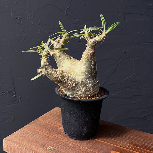 楽天市場】観葉植物/[送料無料]（わけあり特価）パキポディウム