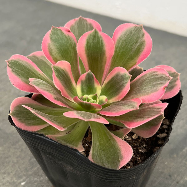 楽天市場】観葉植物 多肉植物：アエオニウム サンシモン カナリ