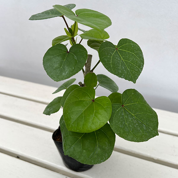 楽天市場】【5寸鉢植え】斑入り葉オオハマボウ（ユウナ） 苗 苗木