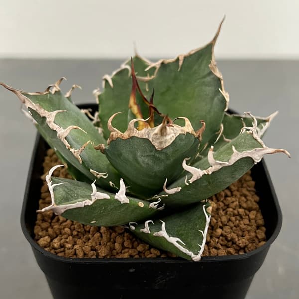 楽天市場】【現品・現物】アガベ チタノタ “シーザー” (Agave Titanota
