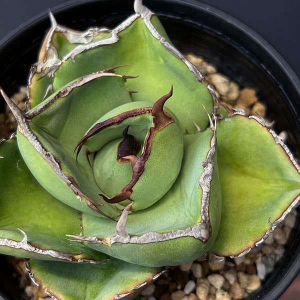 楽天市場】観葉植物/[棚卸セール]アガベ：パープソラム（裏棘）2.5号