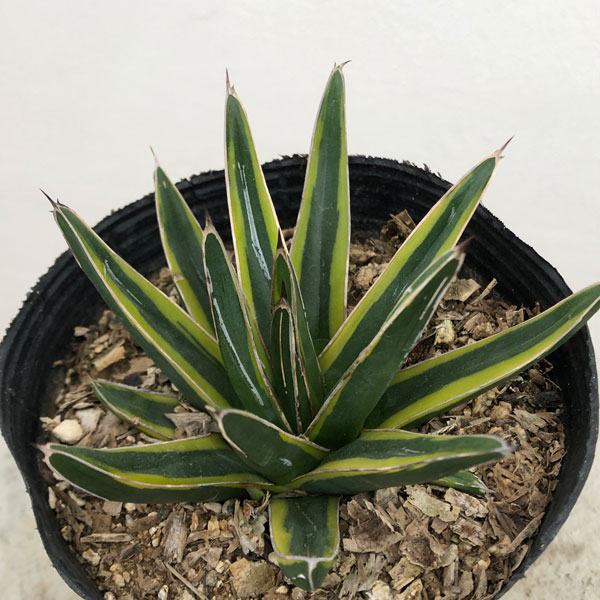 楽天市場】多肉植物 アガベ・笹の雪（ササノユキ/ビクトリア レジーナ