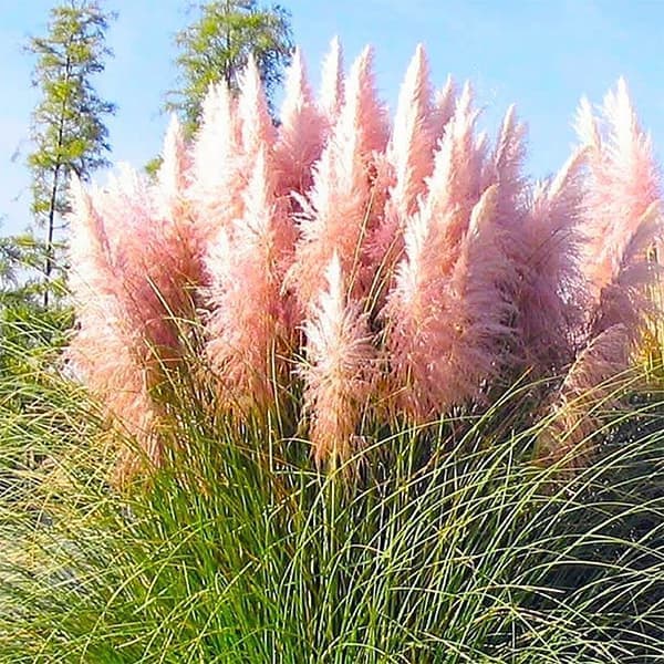 フレッシュ　パンパスグラス 30本です 71yEtfoD4CL._AC_SY200_QL15_.jpg