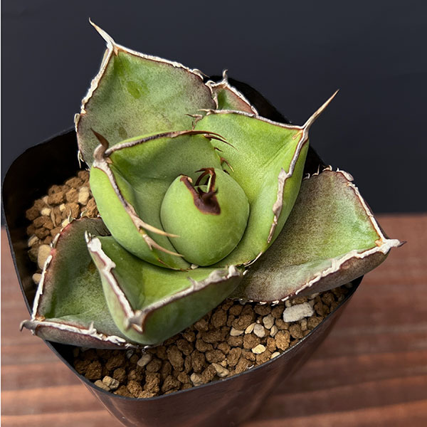 アガベ パープソラム 強スタッズ アガベ パープソラムスーパースタッズタイプぶつぶつ