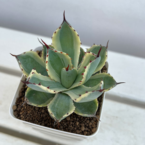 楽天市場】多肉植物 sdアガベ 吉祥冠錦 多肉植物 アガベ 3.5号鉢