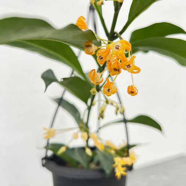 楽天市場】観葉植物/ホヤ：マキシマ 3号ポット苗 : 園芸ネット