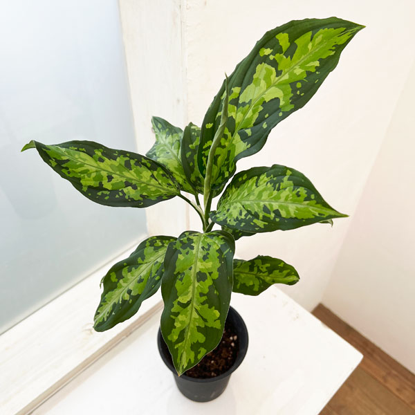 楽天市場】アグラオネマ ピクタム NIAS 3.5号 アーバンジャングル