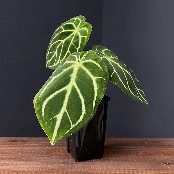 楽天市場】観葉植物/[棚卸セール]アンスリウム：ドラヤキ 4号ポット