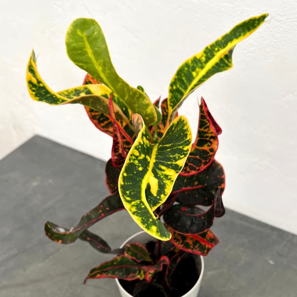 クロトン苗木 10本セット 約70〜90cm クロトン苗木 10本セット 約70〜90cm クロトン苗木 10本セット 約70