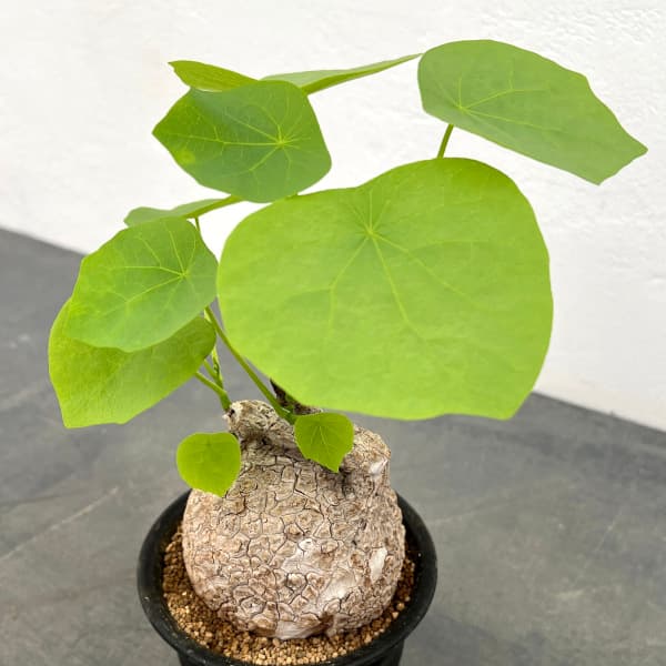 楽天市場】ステファニア（スベローサ） 3寸 プラスチック鉢 1鉢