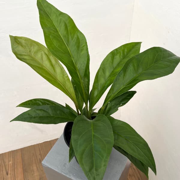 【現品】アンスリウム・ジャングルブッシュ　7号　黒鉢　（2） 現品】アンスリウム・ジャングルブッシュ 7号 黒鉢 （2） 楽天市場