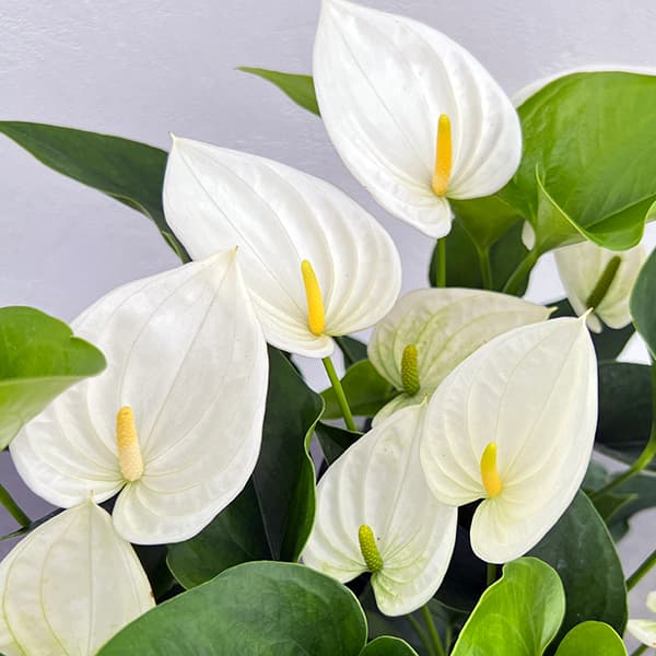 楽天市場】アンスリウム ミシェル Anthurium Michelle by