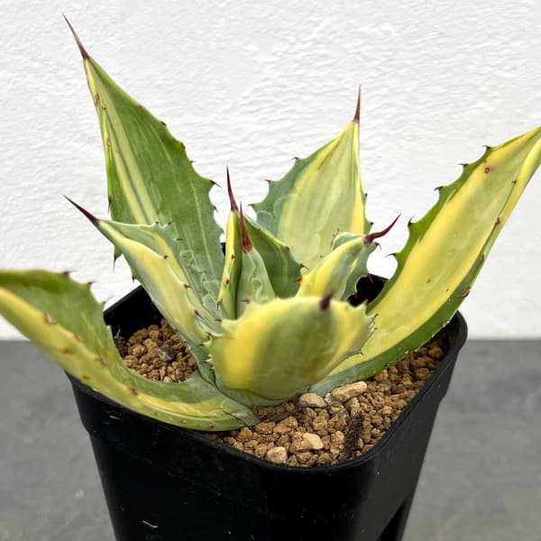 楽天市場】アガベ イシスメンシス（ガブトガニ）斑入り 5号サイズ