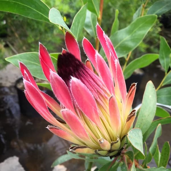 楽天市場】おしゃれ 観葉植物 花苗：プロテア エキシミア*6号 Protea