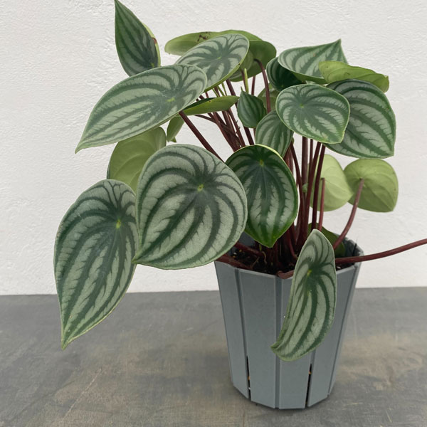 楽天市場】観葉植物/ぺぺロミア：アングラータ3号 ウェーブハング