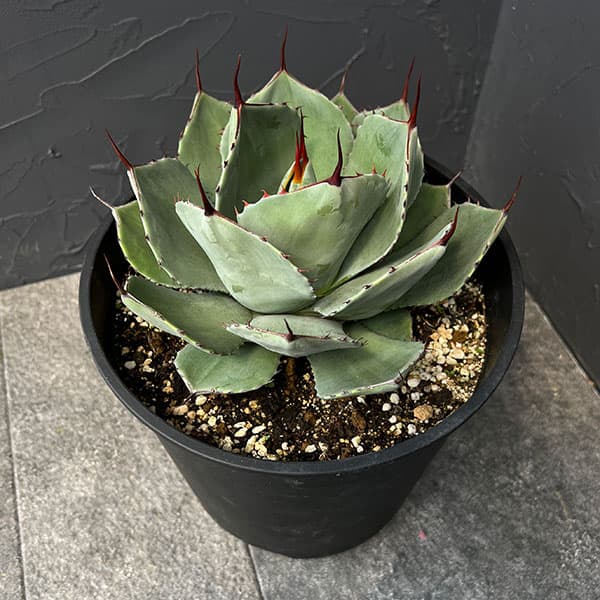 楽天市場】観葉植物：アガベ アテナータ*8号プラポット 現品をお