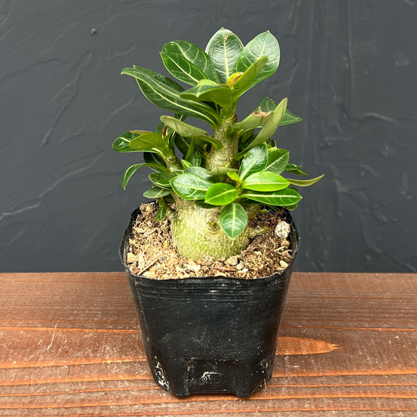 楽天市場】コーデックス アデニウム アラビカム 太幹タコ足 5号鉢