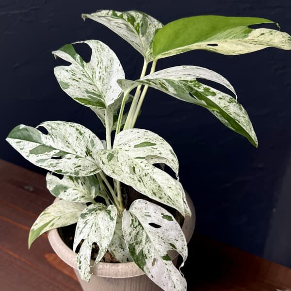 ［現品］【希少】※売約済※ 2番　エピプレムヌム　ピナツム　セブブルー　レア 現品］【希少】2番 エピプレムヌム ピナツム セブブルー 8号 観葉植物