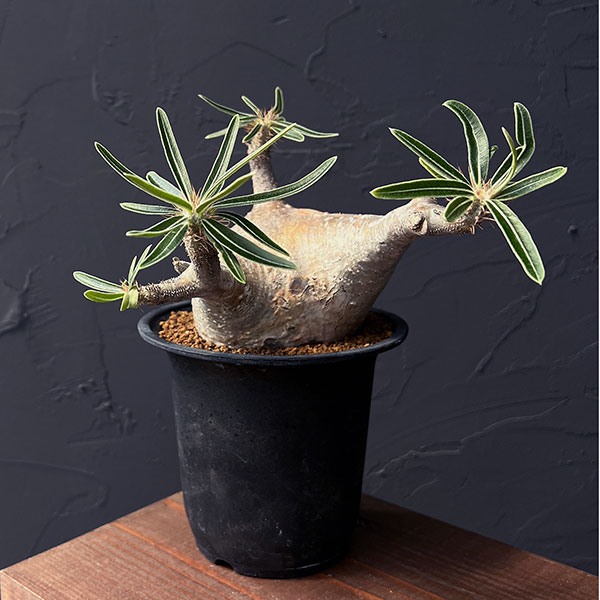 楽天市場】観葉植物/パキポディウム：グラキリス 3.5号25-03 : 園芸