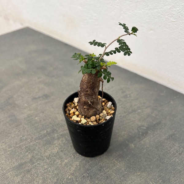 楽天市場】観葉植物/パキポディウム：グラキリス 綴化 3号鉢24-01