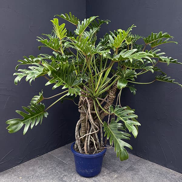 楽天市場】【選べる現品発送】 入手困難な幹上がり クッカバラ