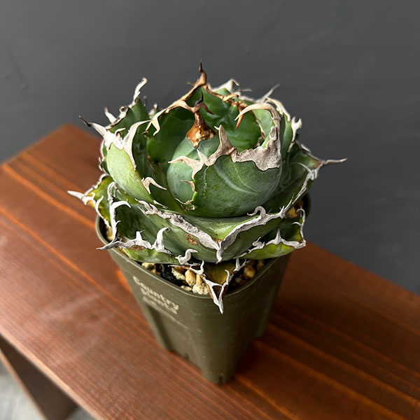 観葉草木/アガベ：チタノタ 白鯨 3号鉢植え25-01 花・ガーデン・DIY-観葉植物-花・観葉植物