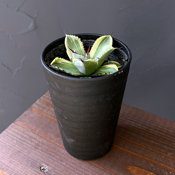 アガベ/パリー 32cm 2_e576a150-3715-4b21-94e6-