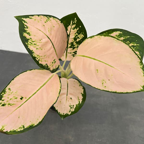 楽天市場】観葉植物/アグラオネマ：ホワイトレガシー 2.5号