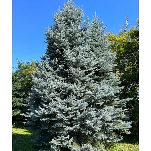 良形　ピセアプンゲンストウヒ　 スーパーブルー 　シンボルツリー　ホプシー　庭木 良形 ピセアプンゲンストウヒ スーパーブルー シンボルツリー ホプシー