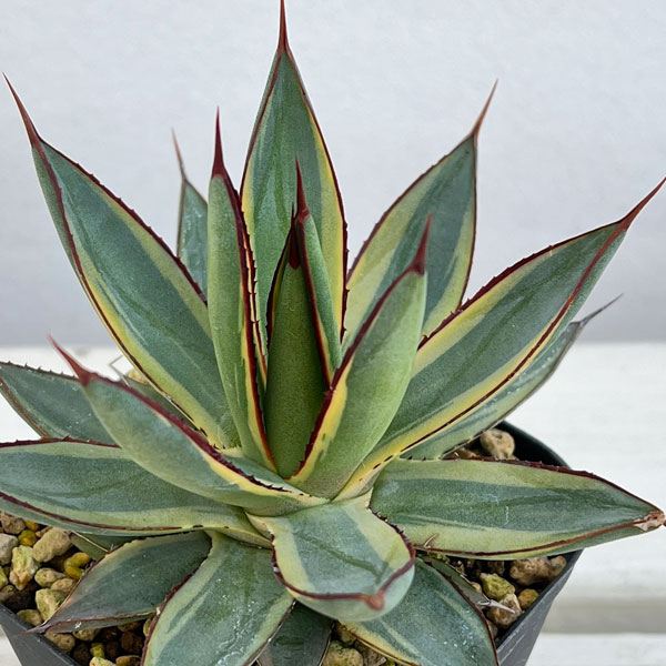 楽天市場】観葉植物/アガベ：リトルシャーク 2.5号 : 園芸ネット