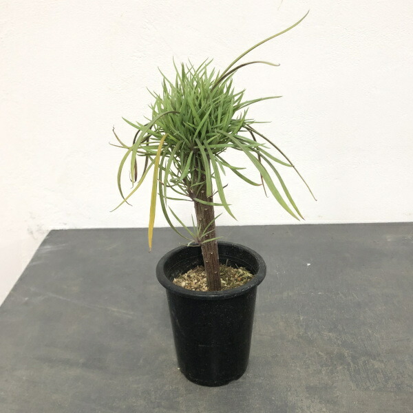 楽天市場】多肉植物【セネキオ属】セネシオ・クレイニア（モンキー