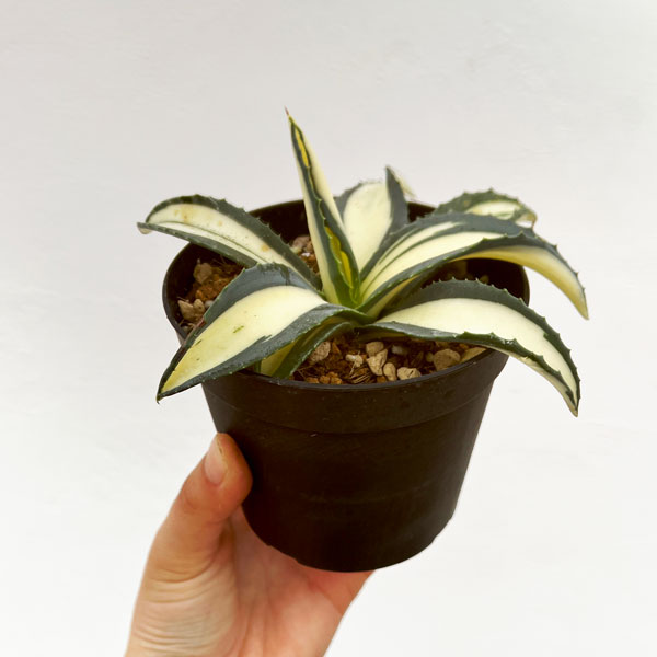 楽天市場】多肉植物：アガベ アメリカーナ錦 那智の輝き*幅