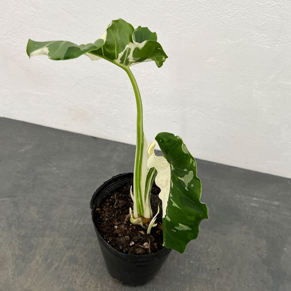楽天市場】PLANCHU 観葉植物 アロカシア ローライダー 8号