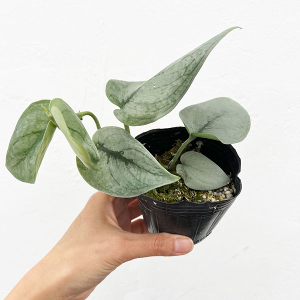 楽天市場】観葉植物 スキンダプサス プラチナム 3号ロングポット