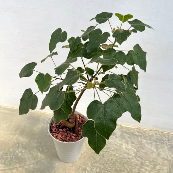 楽天市場】観葉植物/ブラキキトン（ボトルツリー