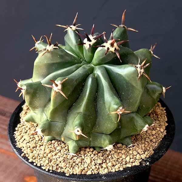 サボテン フェロカクタス 赤鳳 セキホウ 8号 ロックガーデン 観葉植物 サボテン フェロカクタス 赤鳳 セキホウ 8号 ロックガーデン