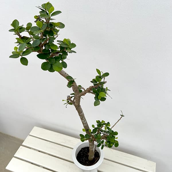 楽天市場】パンダガジュマル5号サイズ 観葉植物 指宿産 鹿児島県産