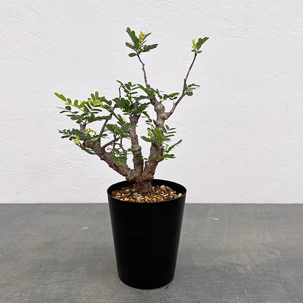 観葉植物/[棚卸セール]センナ：メリディオナリス 3号25-12｜園芸ネット プラス 11,044円