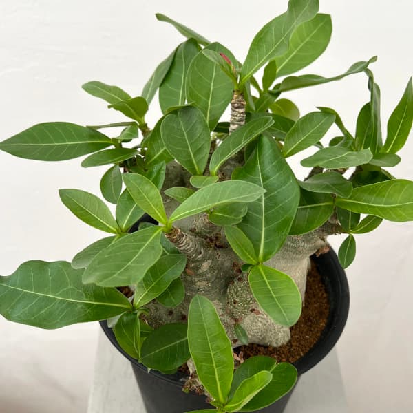 観葉草木/アデニウム ：スーパードワーフ ６号鉢植え25-01 花・ガーデン・DIY-花・観葉植物-観葉植物