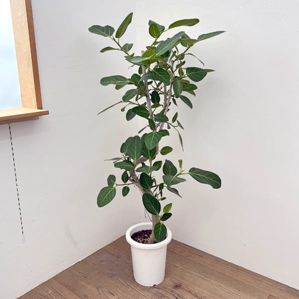 楽天市場】観葉植物 フィカス・ベンガレンシス（曲げ） / 5寸・約W