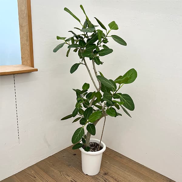楽天市場】観葉植物 フィカス・ベンガレンシス（曲げ） / 5寸