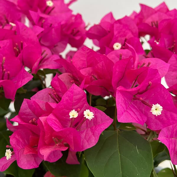 楽天市場】ブーゲンビリア パープル 6号鉢植え苗 : 千草園芸