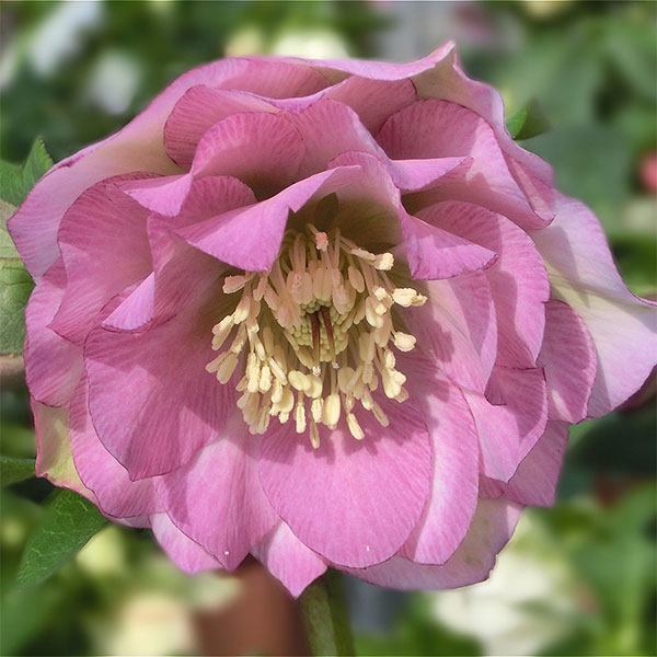 楽天市場】クリスマスローズ 'センサス'（4号） : おぎはら植物園