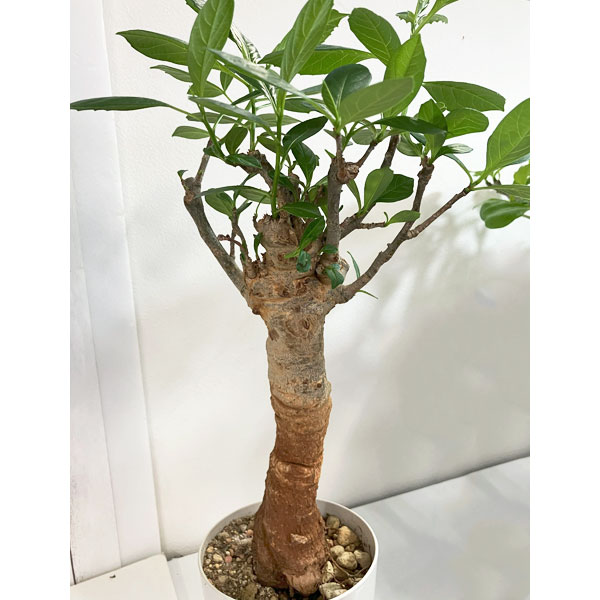 楽天市場】バオバブ 7号鉢植え : 千草園芸