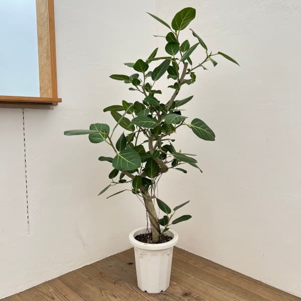観葉植物/[棚卸セール]フィカス：ベンガレンシス 8号25-05｜園芸ネット プラス