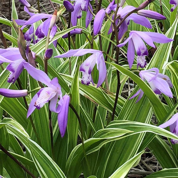 楽天市場】【シラン属】三蝶咲きシラン3号ポット : 産直花だん屋