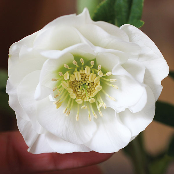 楽天市場】クリスマスローズ ホワイト スポット系（シングル）大苗